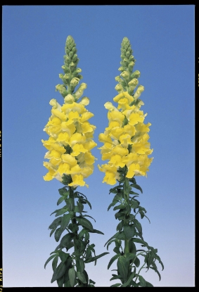 Picture of Antirrhinum - Admiral Yellow F1